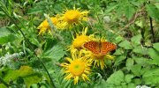 2014-07-01_06-vihorlat-056
