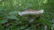 2015-07-sumava-010-Large