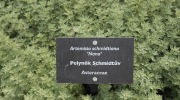 2015-07-sumava-043-Large