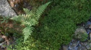 2015-07-sumava-096-Large
