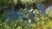 2015-07-sumava-173-Large