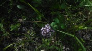 2017-07-15_103959-Large
