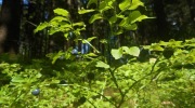2017-07-29_152413-Large
