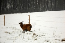 2017-12-03 Ondřejská pouť