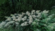 Pindula_ubocimRadhoste_20_6_2026_005