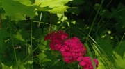 Pindula_ubocimRadhoste_20_6_2026_010