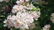 Pindula_ubocimRadhoste_20_6_2026_011