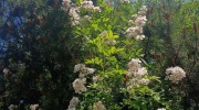 Pindula_ubocimRadhoste_20_6_2026_012
