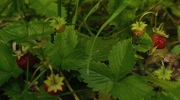 Pindula_ubocimRadhoste_20_6_2026_013