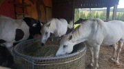 Sumava-28.6.-4.7.-2026-1309-