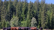 Sumava-28.6.-4.7.-2026-3343-