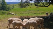 Sumava-28.6.-4.7.-2026-4302-