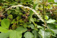 cyklo_hukvaldy_1051-ve-velke-velikosti