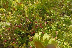 6.7.-2025Visuty-most-SKY-BRIDGE-24.5.-2025-Dolni-Morava-1432-ve-velke-velikosti