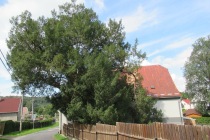 IMG_6948-ve-velke-velikosti