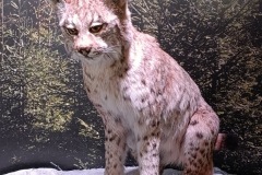 CYKLO-SUMAVA-1.7.-6.7.-2025-1239-ve-velke-velikosti