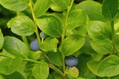 CYKLO-SUMAVA-1.7.-6.7.-2025-2846-ve-velke-velikosti