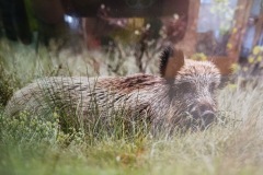 CYKLO-SUMAVA-1.7.-6.7.-2025-3272-ve-velke-velikosti