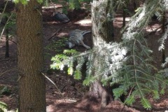 CYKLO-SUMAVA-1.7.-6.7.-2025-3393-ve-velke-velikosti