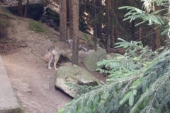 CYKLO-SUMAVA-1.7.-6.7.-2025-3450-ve-velke-velikosti