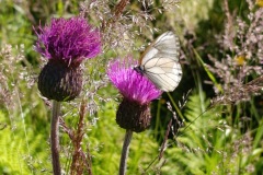 CYKLO-SUMAVA-1.7.-6.7.-2025-539-ve-velke-velikosti