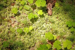 CYKLO-SUMAVA-1.7.-6.7.-2025-832-ve-velke-velikosti