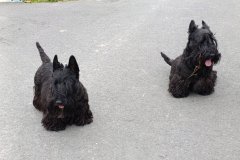 53.-rocnik-Za-poslednim-puchyrem14.-17.-11.-2025-Hlucinsko-553